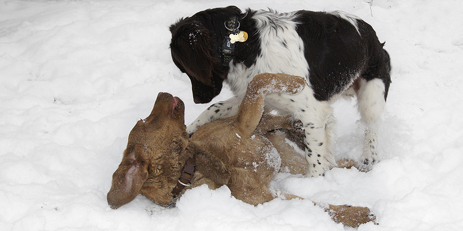 Hundeberaterin Ines Zuschke Welpenspiel 03