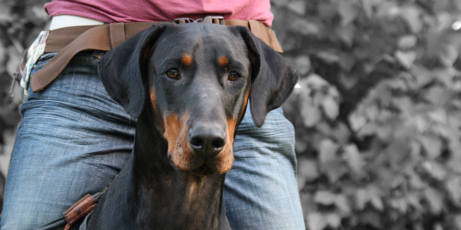 Ines Zuschke hundeberaterin JackzwBeine