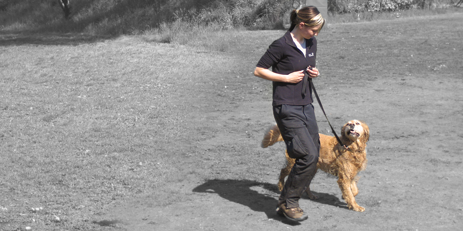 drei Bilder BessyInes Hundeabitur 1