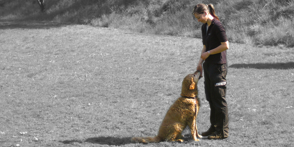 drei Bilder BessyInes Hundeabitur 3