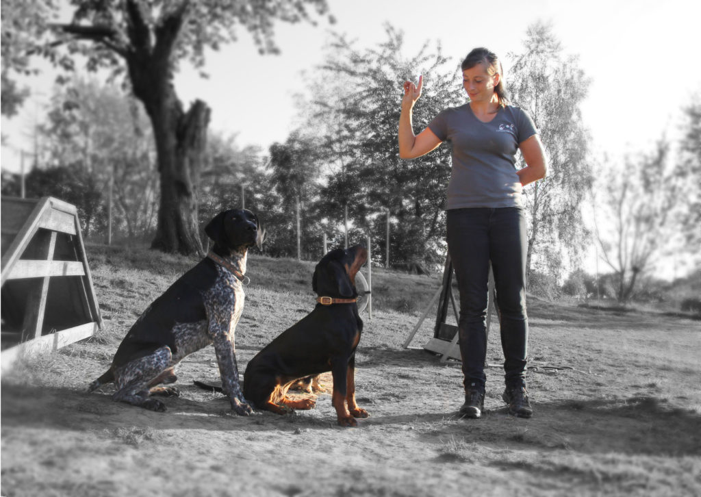 Zwei Hunde beim Einzeltraining