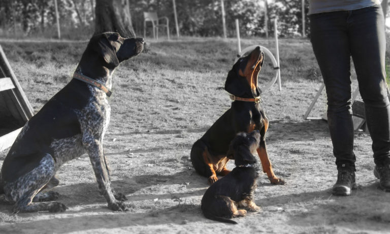 Drei Hunde beim Training