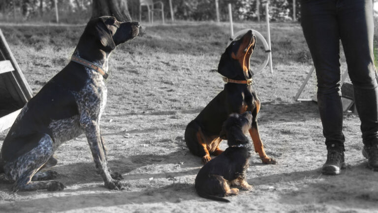 Hundeschule / Hundetraining. Drei Hunde beim Training mit Ines Zuschke