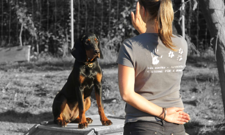 Welpe in der Hundeschule in Taubenheim bei Dresden