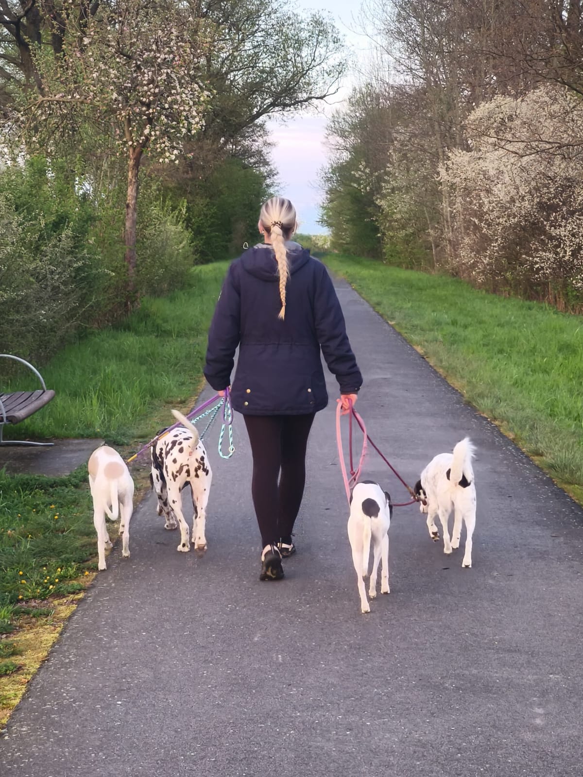 Mitarbeiterin führt vier Hunde aus der Hundepension auf einem Weg im Grünen spazieren.