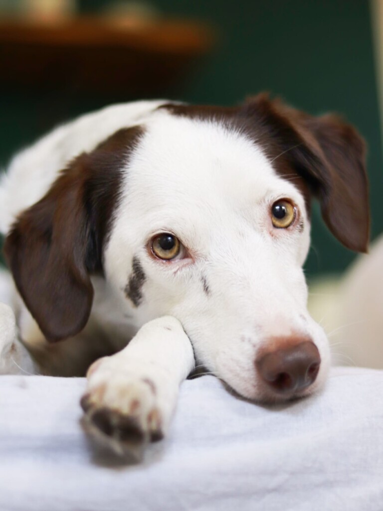 Weißer Hund mit braunen Ohren ruht entspannt in der Hundepension.