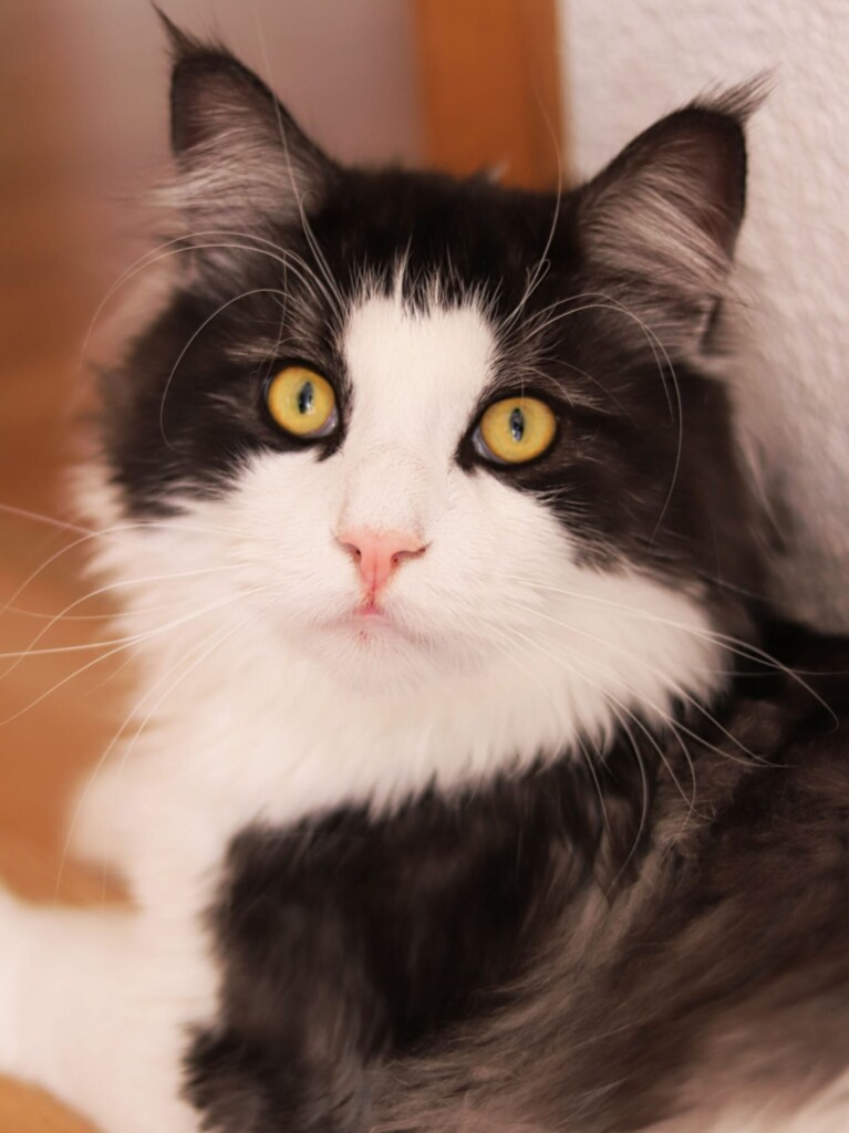Schwarz-weiße Katze mit gelben Augen in der Katzenpension.
